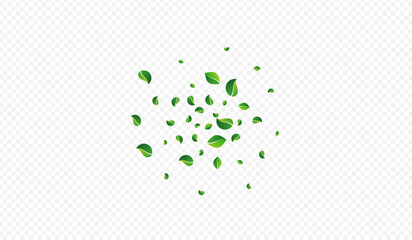 Grassy Leaves Forest Vector Transparent