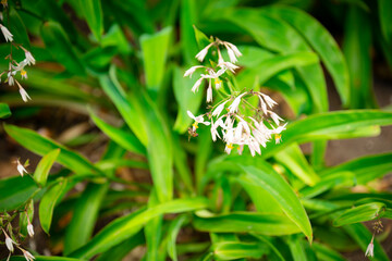 オーストラリアの白い花