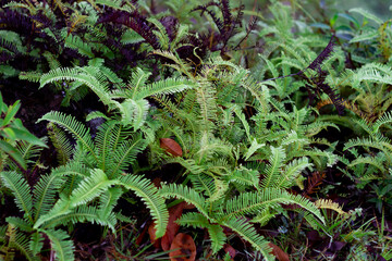 Photo of the plant Dicranopteris linear