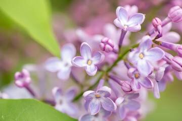 Fototapeta premium beautiful blooming lilac branch, selective focus