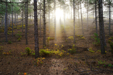 Obraz premium Morning, sunrise in the foggy forest