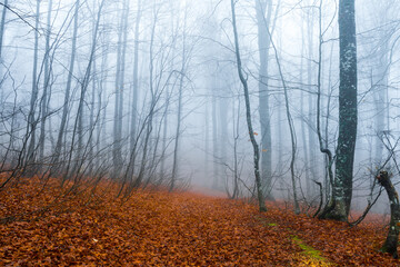 Foggy forest landscape - 553220611