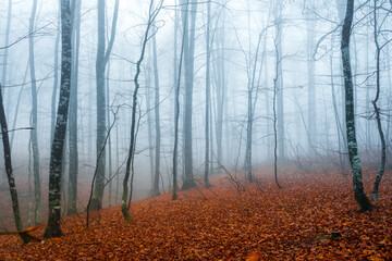 Foggy forest landscape - 553220683
