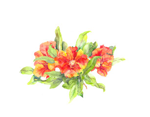 Pomegranate beautiful red flower bouquet with leaves. Watercolor spring botanical illustration, floral element for romantic card