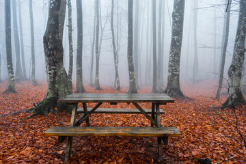 Foggy forest landscape - 553220827