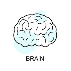 Brain linear icon. Human brain icon in linear style isolated. vector eps10