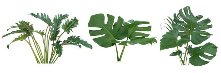 Plant leaves Green nature Tropical forest isolated on transparent background - png © eakarat