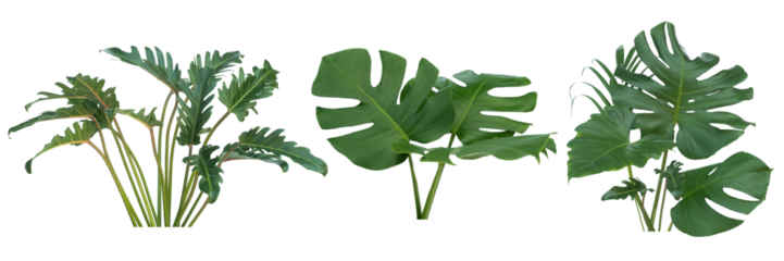Plant leaves Green nature Tropical forest isolated on transparent background - png