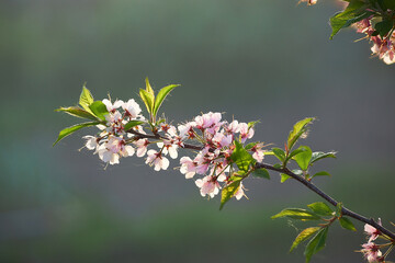 Plum blossom in the spring garden on a blurry background