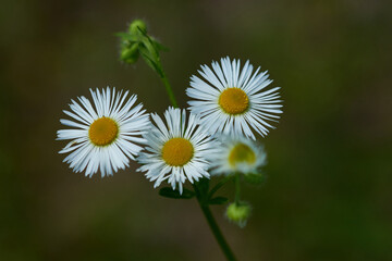 Einjähriger Feinstrahl (Erigeron annuus), auch Weißes Berufkraut	