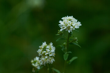 Graukresse (Berteroa incana)	