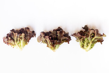 Red oak leaves lettuce isolated on white background.