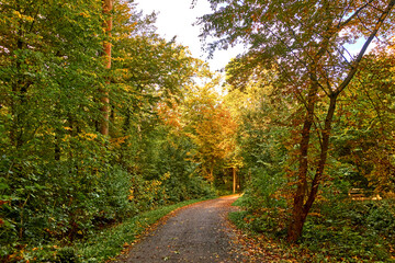 Obraz premium Wald in Hannover Seelhorst