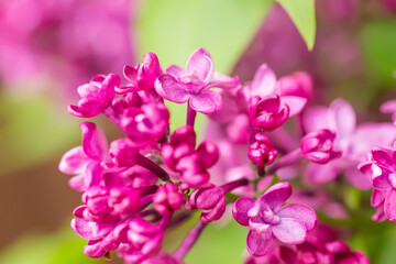 Fototapeta na wymiar lilac branch blooms. Bright pink flowers of a spring lilac bush close-up on a blurred background.