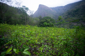 Organic plantation of coca plants in the Peruvian jungle. Farmer collecting coca leaves. 