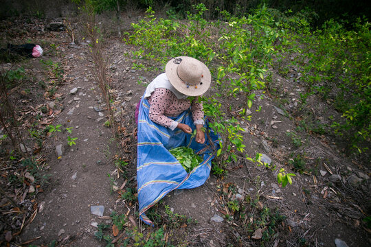 Organic plantation of coca plants in the Peruvian jungle. Farmer collecting coca leaves. 