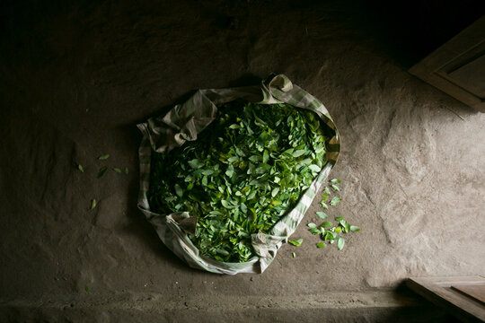 Organic plantation of coca plants in the Peruvian jungle. Farmer collecting coca leaves. 