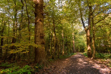 Wald in Hannover Seelhorst