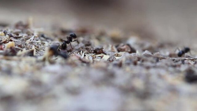 ants carrying food to their nests