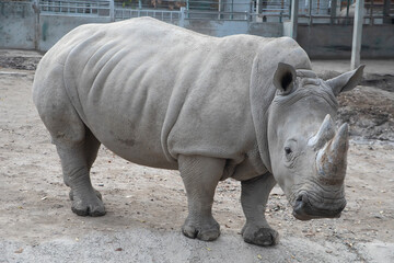 White Rhino grazing peacefully in a wilderness park