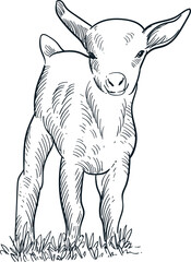 Fototapeta premium Vintage hand drawn sketch smile cute baby goat