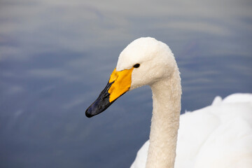 Swimming swan on  the blue water lake