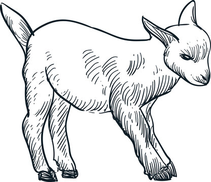 Vintage hand drawn sketch smile cute baby goat