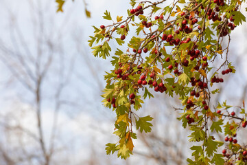 Branch of crataegus with red berries. Hawthorn during ripening. natural medical plant