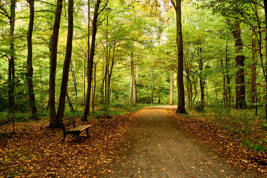 Wald in Hannover Seelhorst