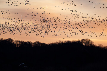 Beautiful sunrise hues filled with overwintering snow geese, rising as a huge flock, at Loess Bluffs National Wildlife Refuge in Missouri 