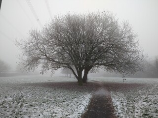 tree in the snow
