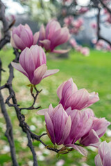 Obraz na płótnie Canvas Flowering dogwood in spring