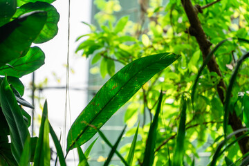 closeup nature view of green leaf and palms background. Flat lay, dark nature concept, tropical leaf