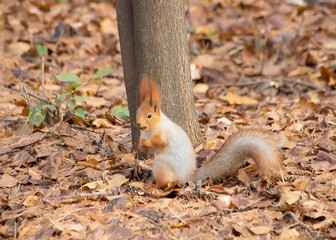 Squirrel eats a nut scene.  Squirrel in nature.