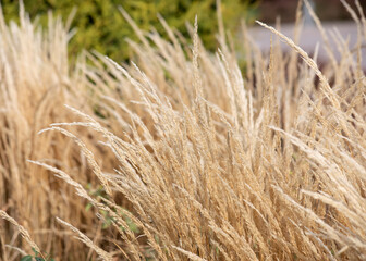 background texture of reed grass waving under the wind