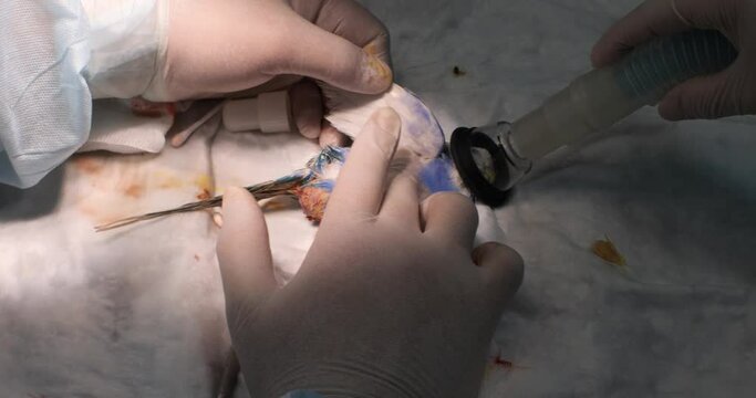 A veterinarian performs resuscitation of a parrot with cardiac arrest. The doctor performs chest compressions while the nurse brings an oxygen mask to the parrot's head. Bird resuscitation concept.