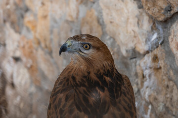 large bird golden eagle in the zoo