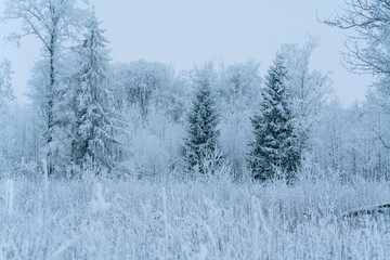Snow-covered and frozen fir trees in the forest