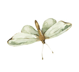 Watercolor butterfly clipart. Tender nature png illustration. Moth element.