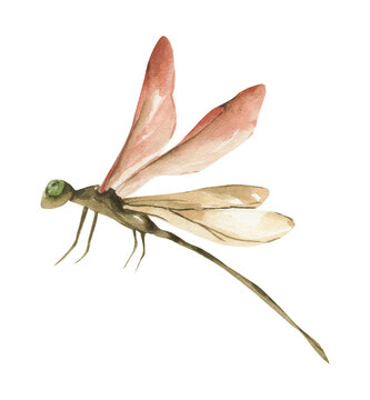 Watercolor dragonfly clipart. Tender nature png illustration.