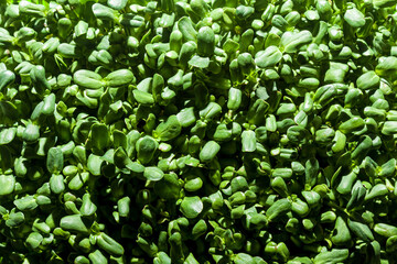green sprouts of a young sunflower