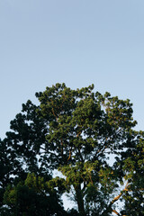 Obraz premium tree and sky