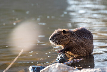 muskrat sitting by the river in the morning