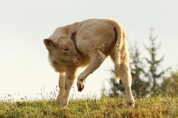 a calf in the grass, a small cow in the field