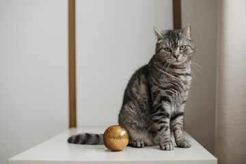Cute tabby Scottish straight cat playing with a golden Christmas ball at home