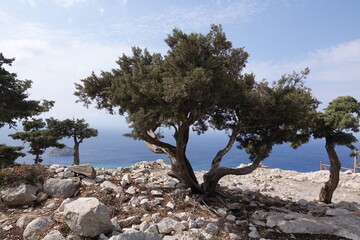 Baum auf dem Monolithos auf Rhodos