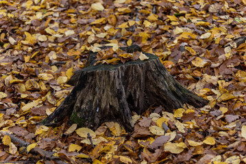 a large tree stump among the fallen leaves