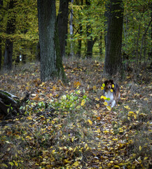 little sheltie running through the forest in autumn