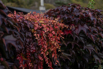 red ivy on the fence in autumn