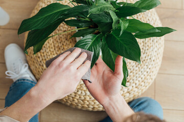 Male hands wipe the dust off the leaves of spathiphyllum with a rag. Plant care. Top view - 553231039